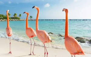 Voyage caraibes curacao